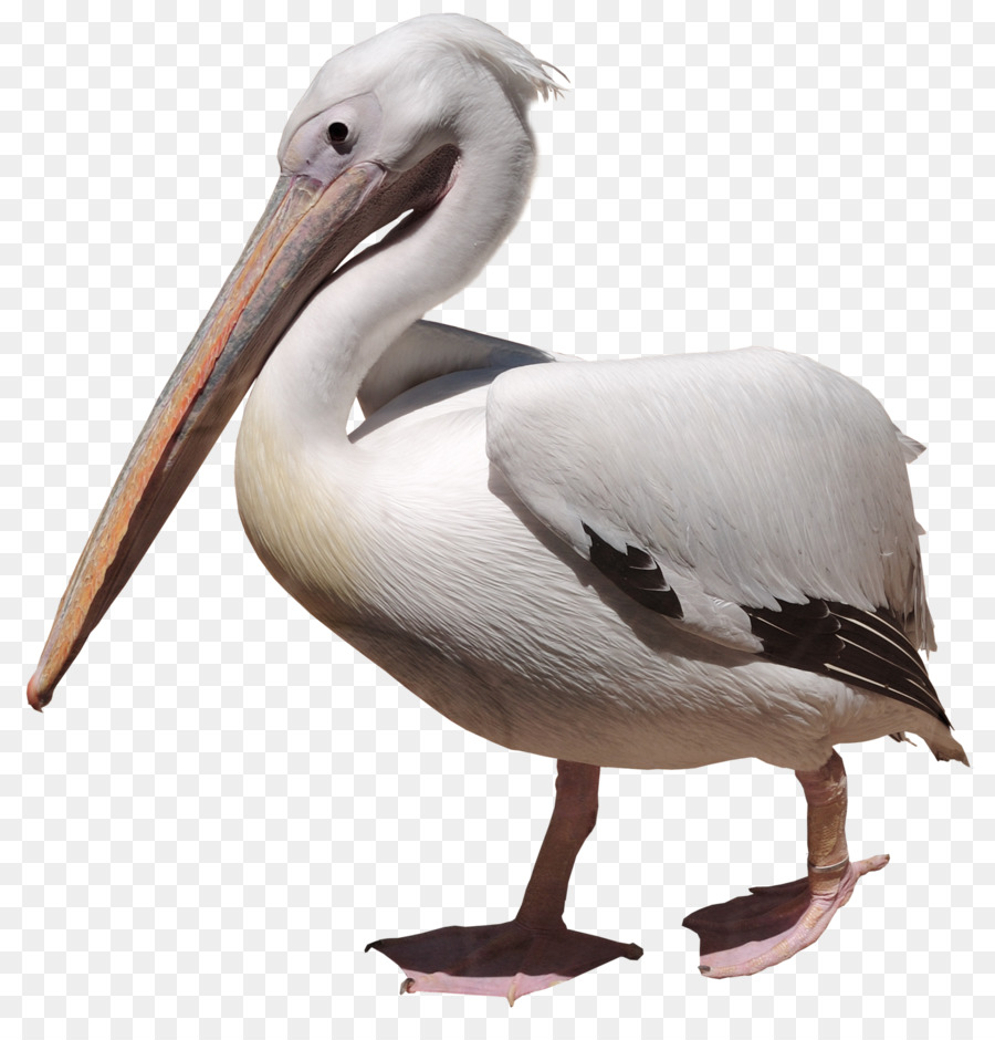 Vogel Desktop Wallpaper Clip art - Albatross