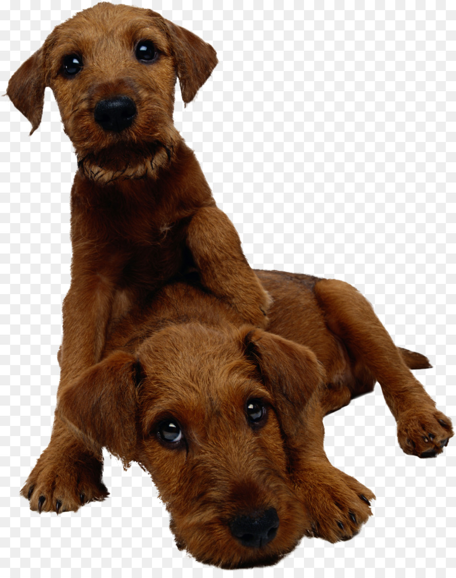 Cane Da Pastore Inglese Antico Bearded Collie Irish Terrier Cucciolo Di Gatto - D'oca