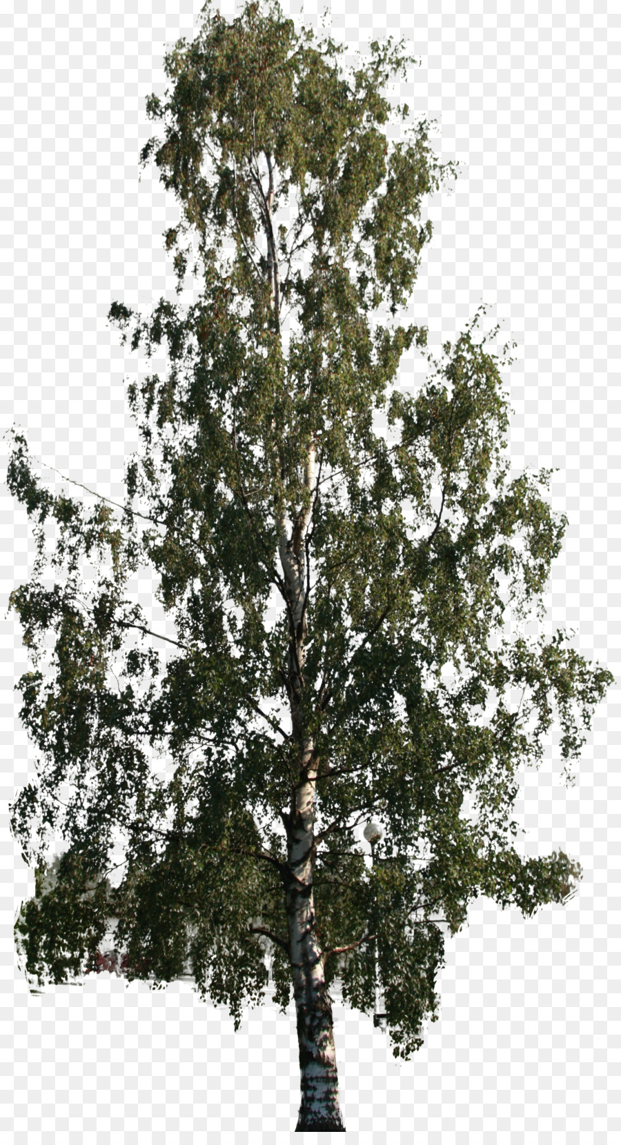 Cây Woody cây Bụi Nallikari - cây lớn