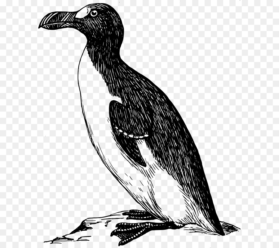 Penguin Great auk Clip-art - Pinguin illustration