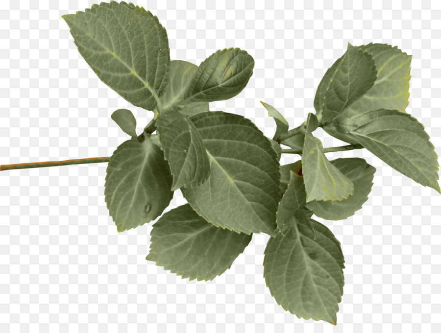 Clipart - grüne Blätter