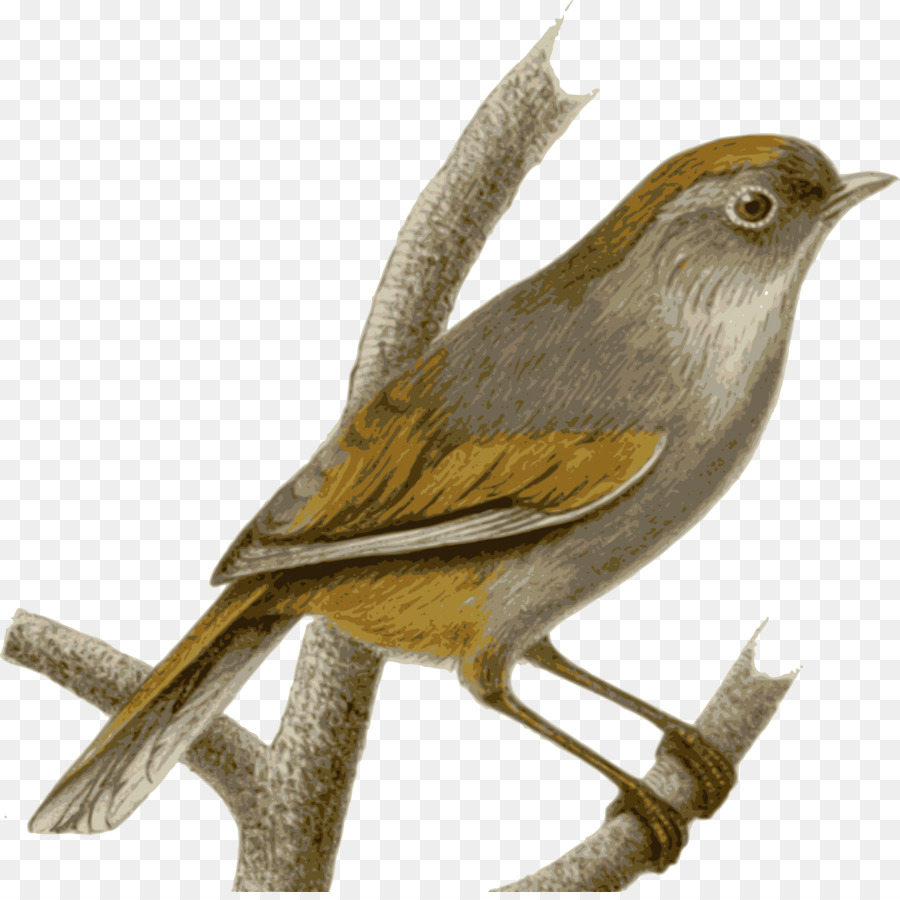 Spatz Vogel Brillen fulvetta Common nightingale - Spatz