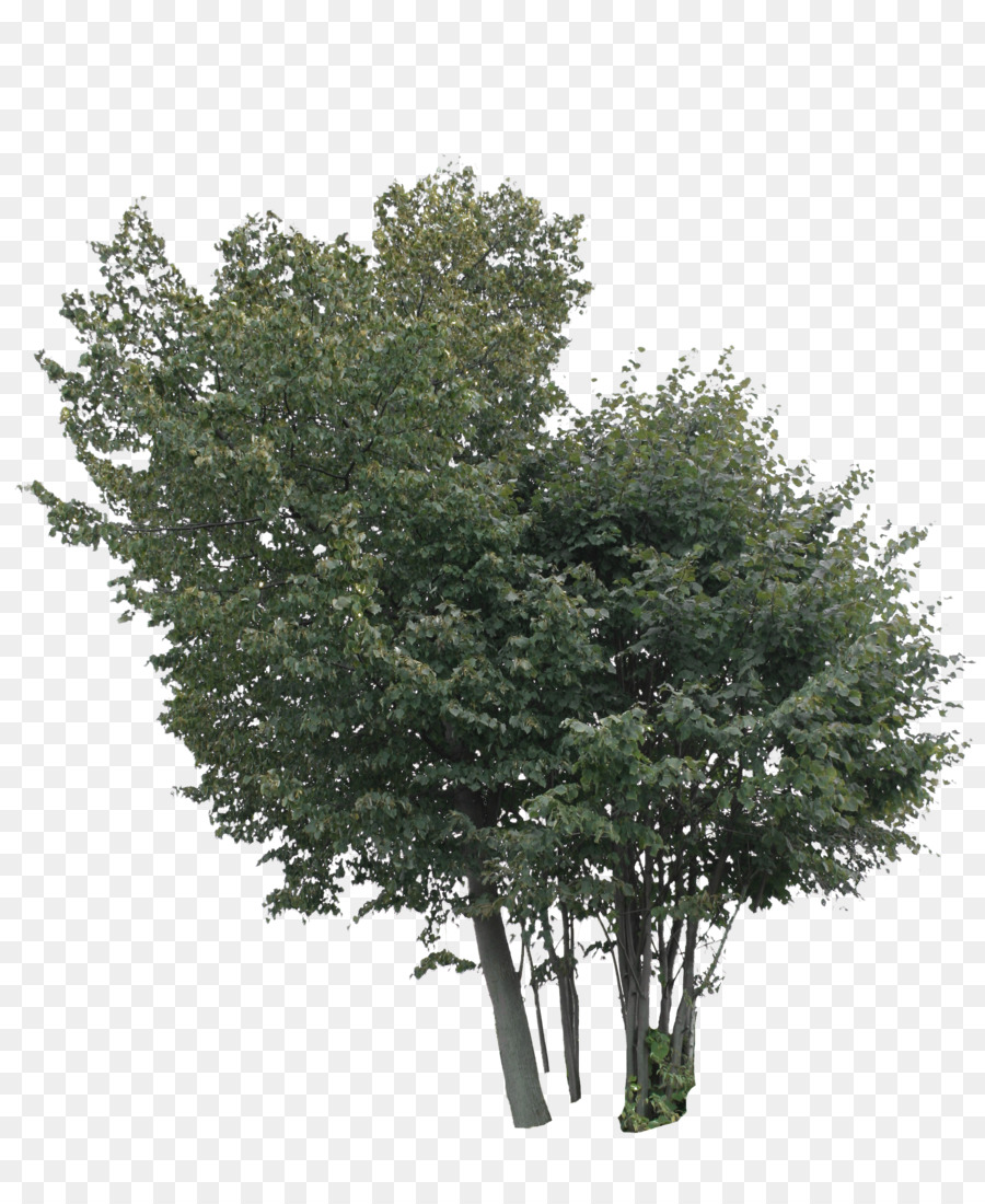 Baum Linden Ahorn-Strauch - Baum