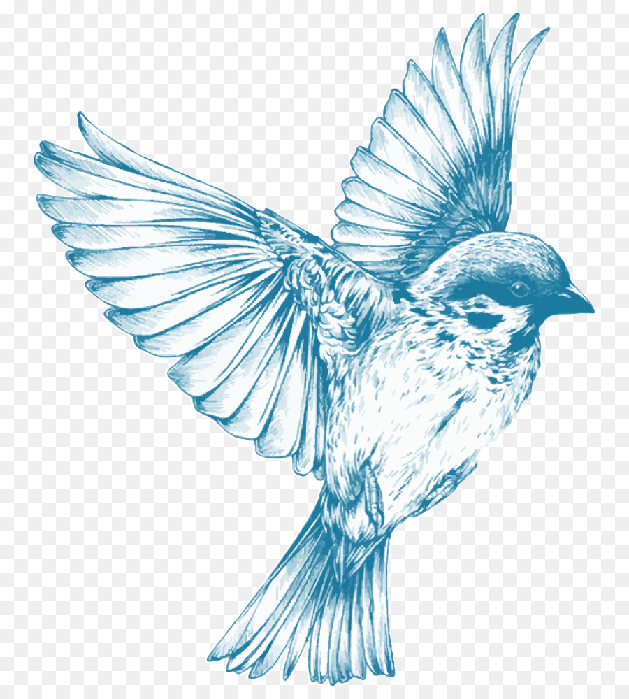 Chim Sparrow Clip nghệ thuật - chim sẻ