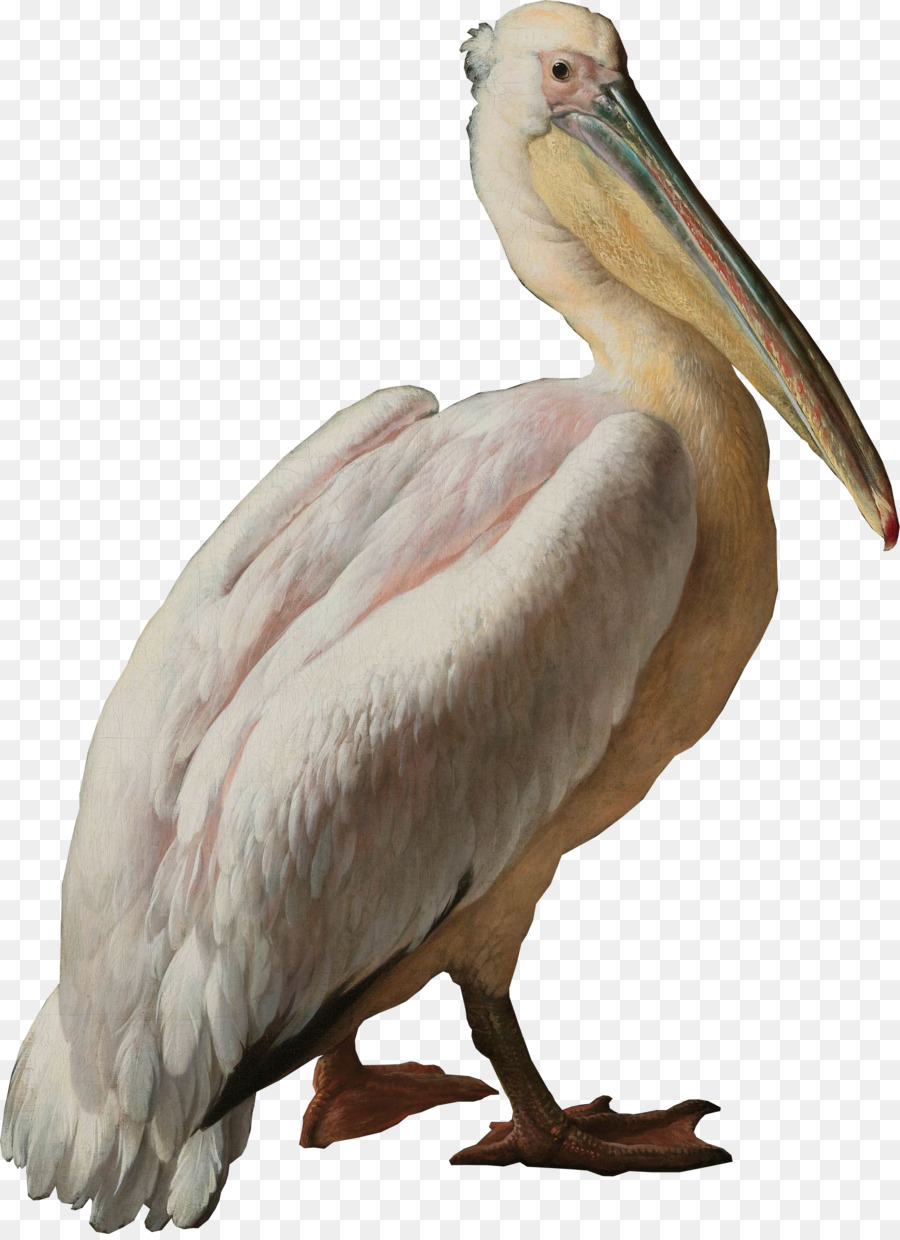 Pelican di uccelli marini Pelecaniformes uccello acquatico - Pellicano
