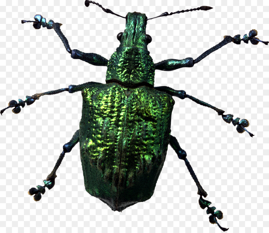 Käfer an Insekten clipart - Insekt