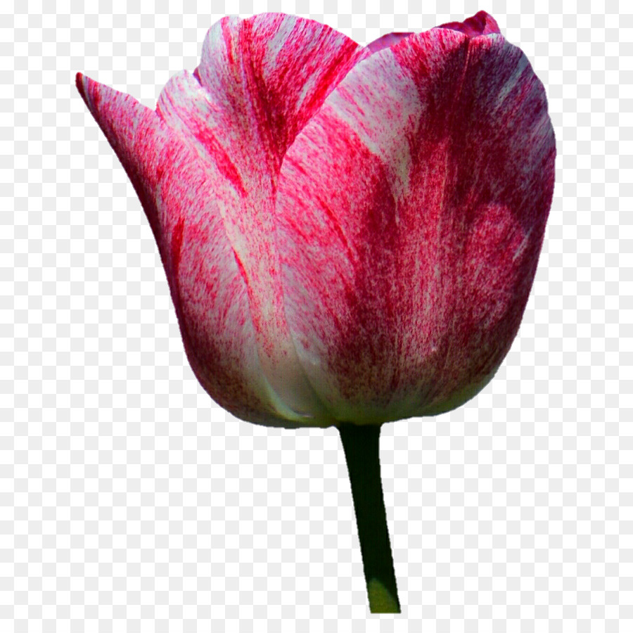 Tulpe Blume Pflanze Vorbau Blütenblatt - Pink Tulip