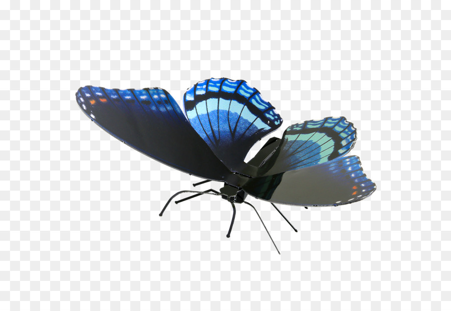 Farfalla monarca Limenitis arthemis Battus philenor la Felicità è come una farfalla che, se perseguita, è sempre al di là della nostra portata, ma che, se sarà sedersi tranquillamente, può scendere su di voi. - rosso farfalla