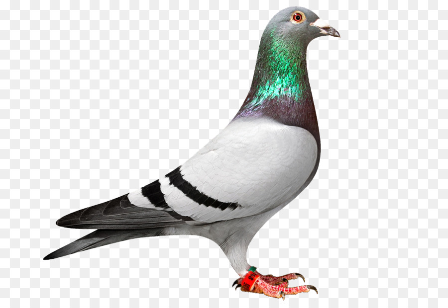 Homing pigeon Racing Omero Columbidae Uccello Piccione viaggiatore - piccione bianco