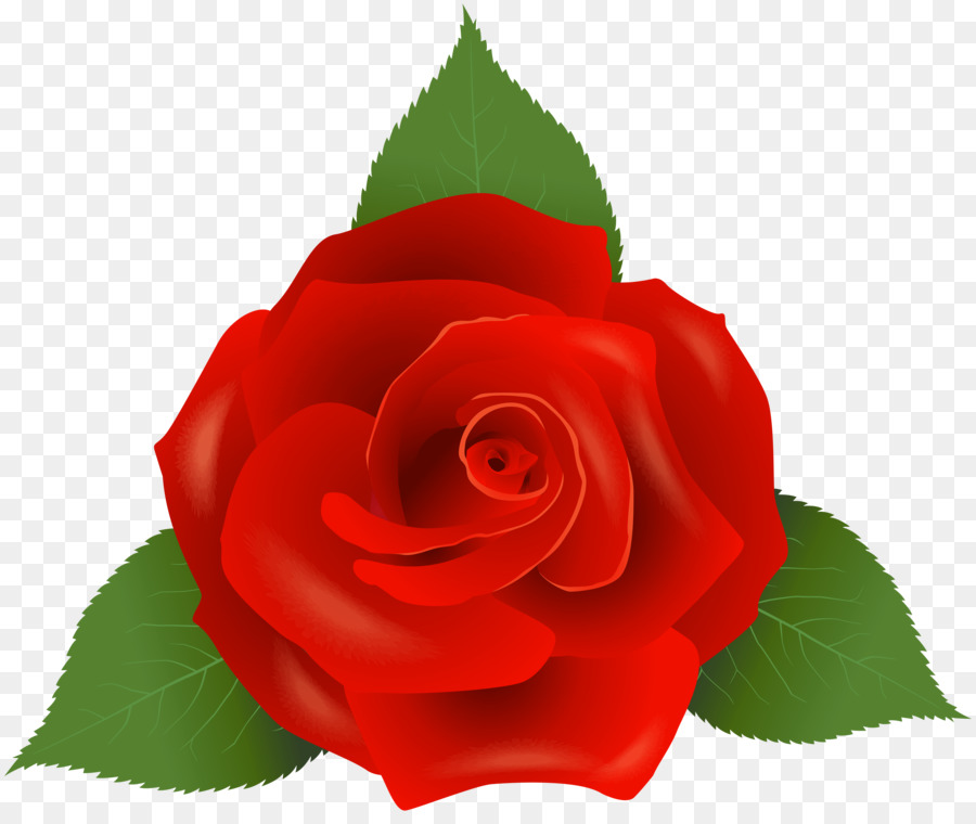 Le rose da giardino Fiore di Floribunda - rosa rossa