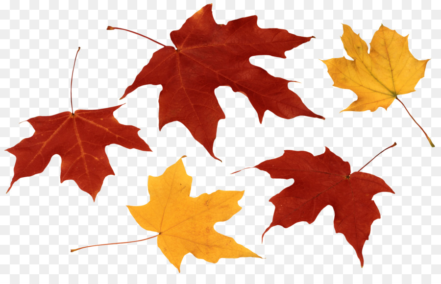 Maple leaf Herbst Blatt, Farbe Clip art - Herbst Blätter