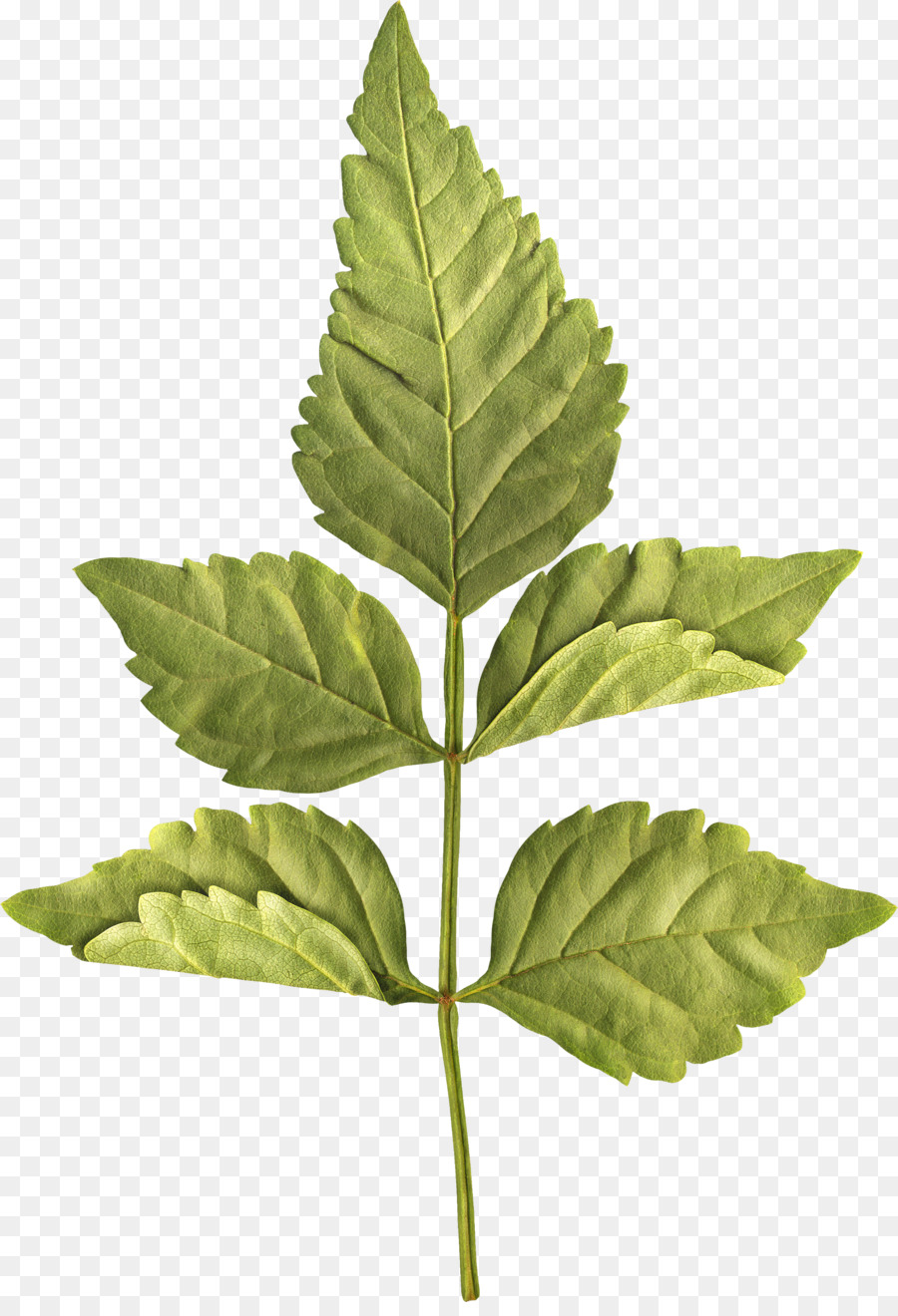 Foglia Centerblog staminali Vegetali - foglie verdi