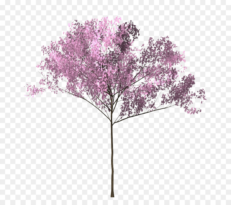 Kirschblüte, Baum, Zweig - Bunga Sakura