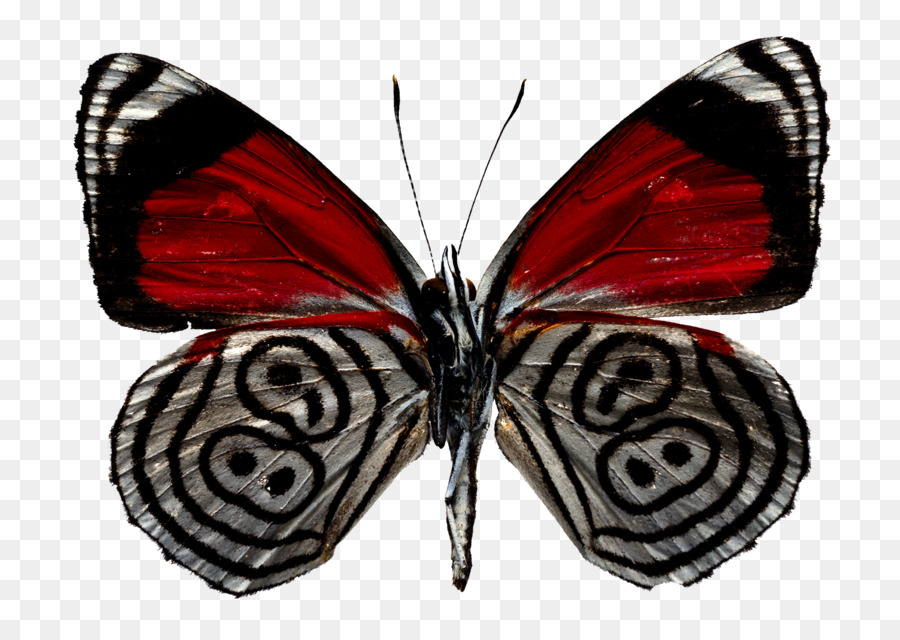 Bướm Chứng nhiếp ảnh Depositphotos Clip nghệ thuật - bướm