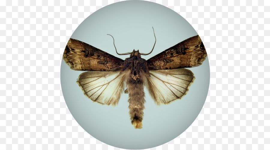 Farfalla, Insetto Lepidottero spada Oscura-erba Cutworm - Grano Fealds
