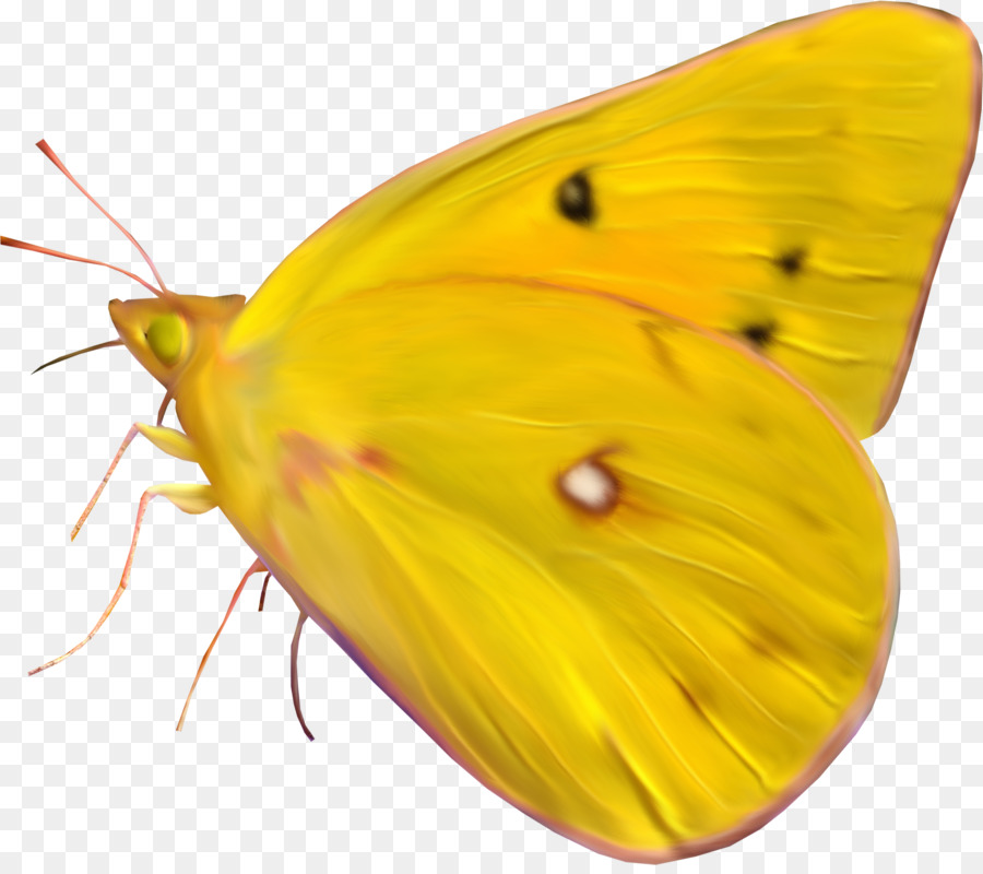 Bướm Côn trùng họ bướm pieridae Gonepteryx rhamni - 
