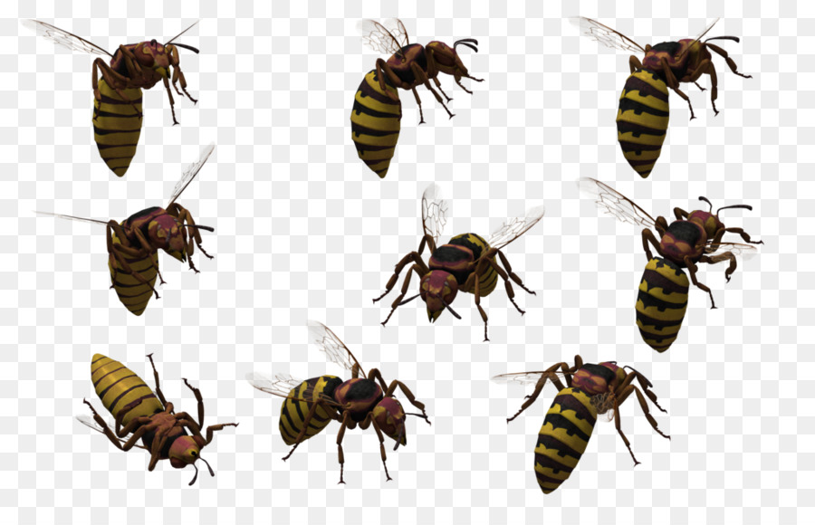 Honey bee Insekt Wespe orientalische Hornisse - Oriental