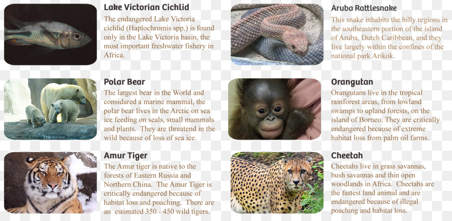 Sopravvivenza Di Una Specie Di Piano Wildlife, Mammifero Animale Gatto - orangutan