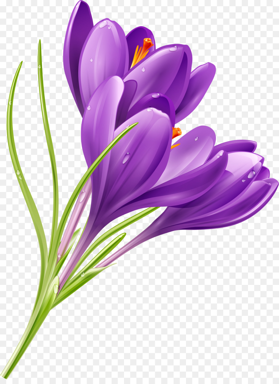 Bouquet Of Flowers Drawing Png Download 4573 6223 Free Transparent Crocus Png Download Cleanpng Kisspng
