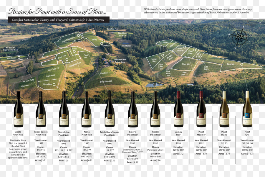 WillaKenzie Estate Pinot noir Oregon vini di Willamette Valley Vineyards - vigna