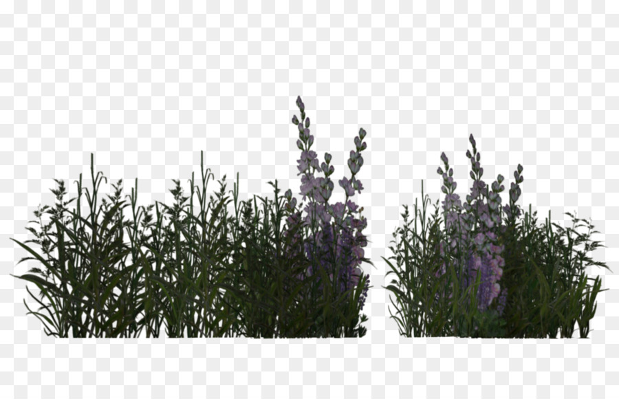 Gras-Krautige Pflanzen-Lavendel Wiese - Wüste Pflanzen