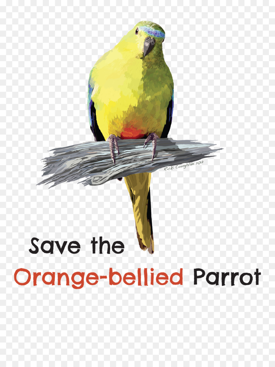 Uccello Pappagallo Pappagallo, Macaw Becco - pappagallo