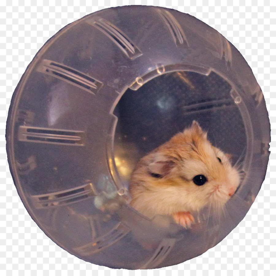 Hamster ball Nagetier Roborovski hamster Muroidea - Hamster