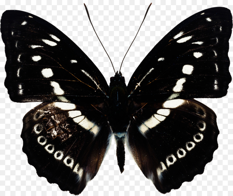 Farfalla sfocatura Gaussiana - farfalla