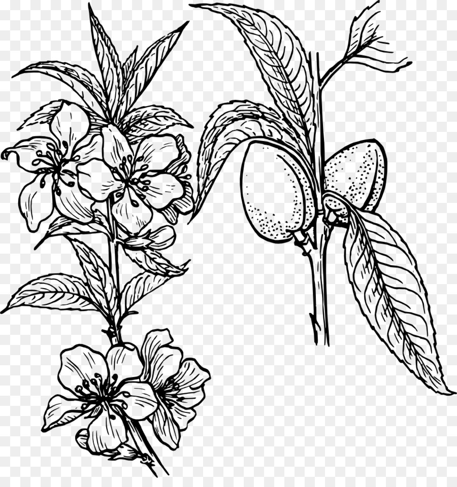 Zeichnen Linie Kunst Pflanze clipart - Mandel