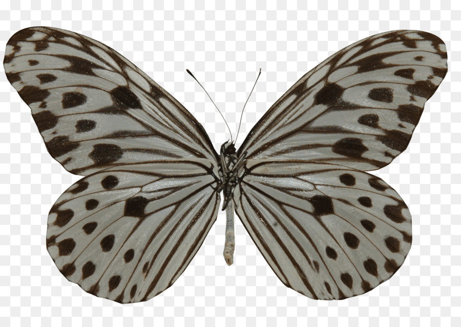 Bông tai bướm Ideopsis mức Gốm - bướm