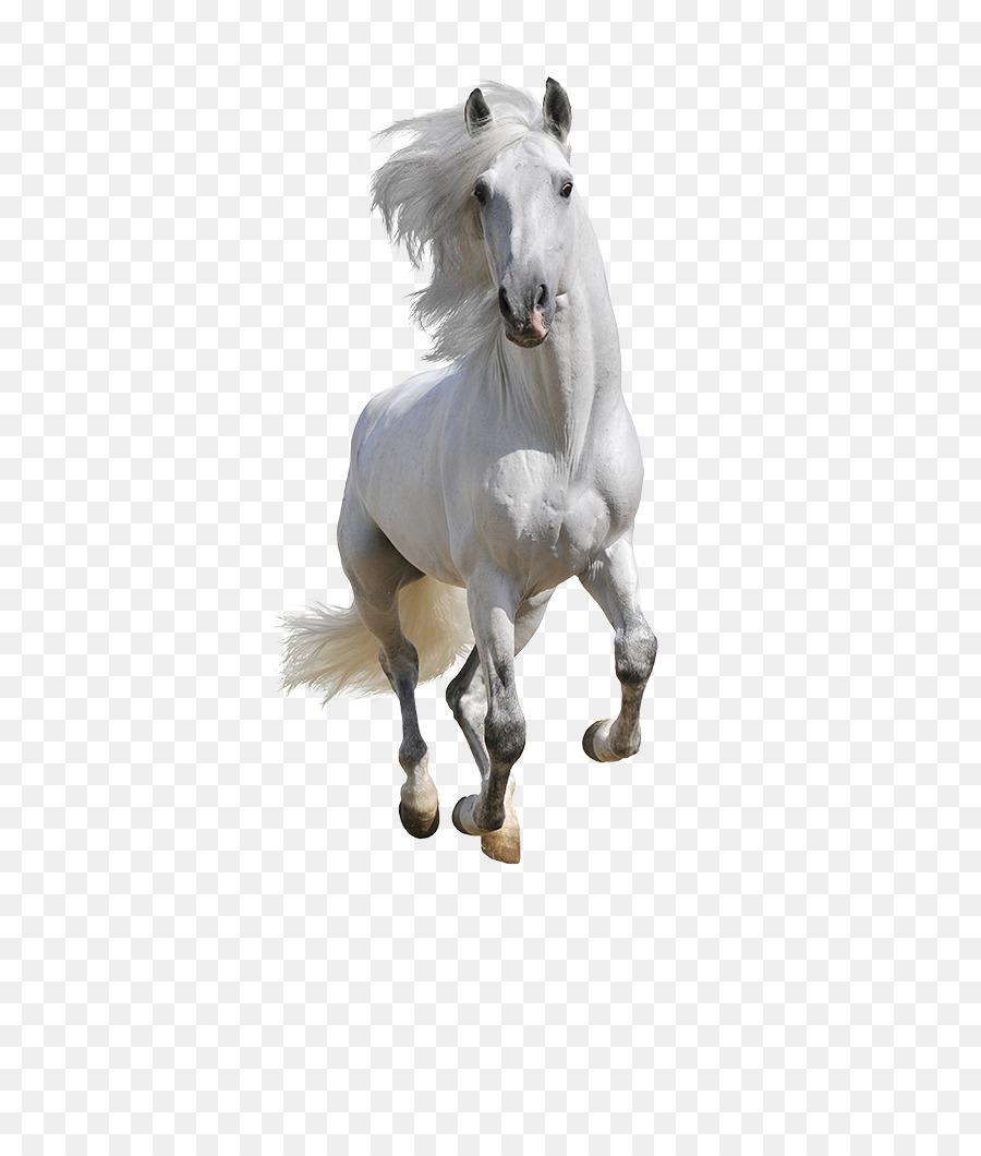 Mustang cavallo Andaluso American Paint Horse cavallo Arabo Equestre - corridore