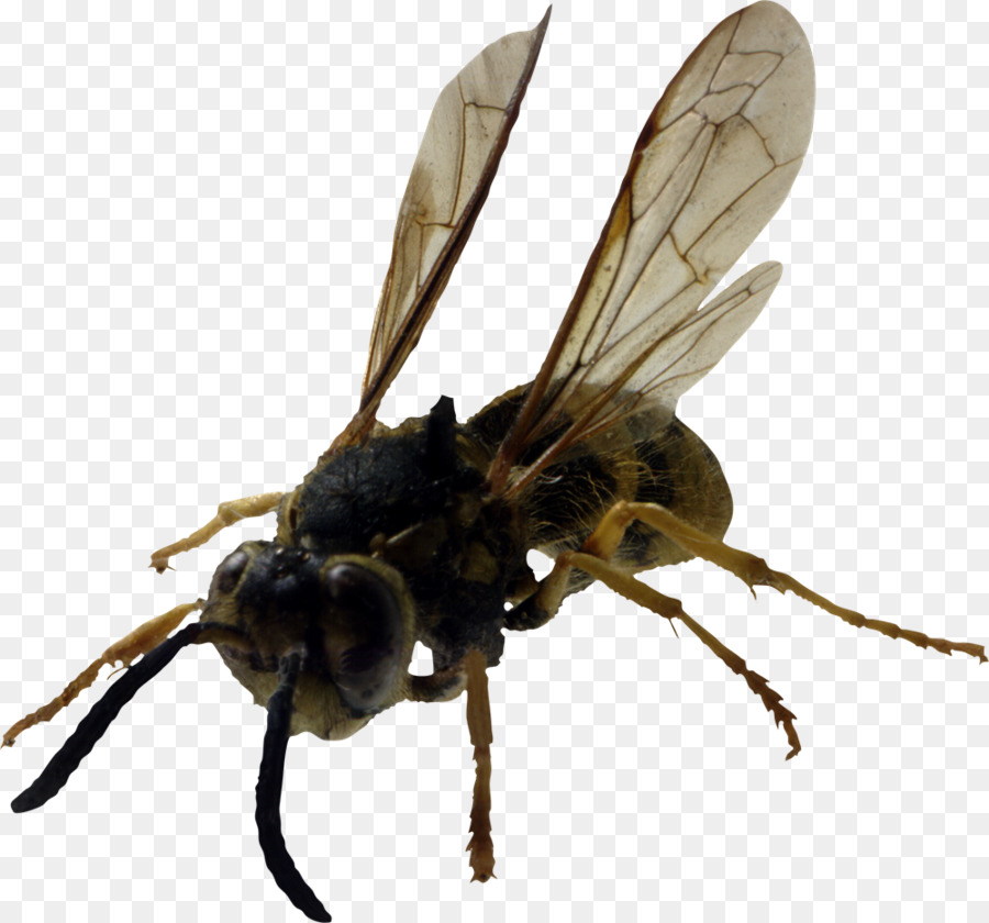 Hornisse Insekt Yellowjacket Merkmale der gemeinsamen Wespen und Bienen - Biene