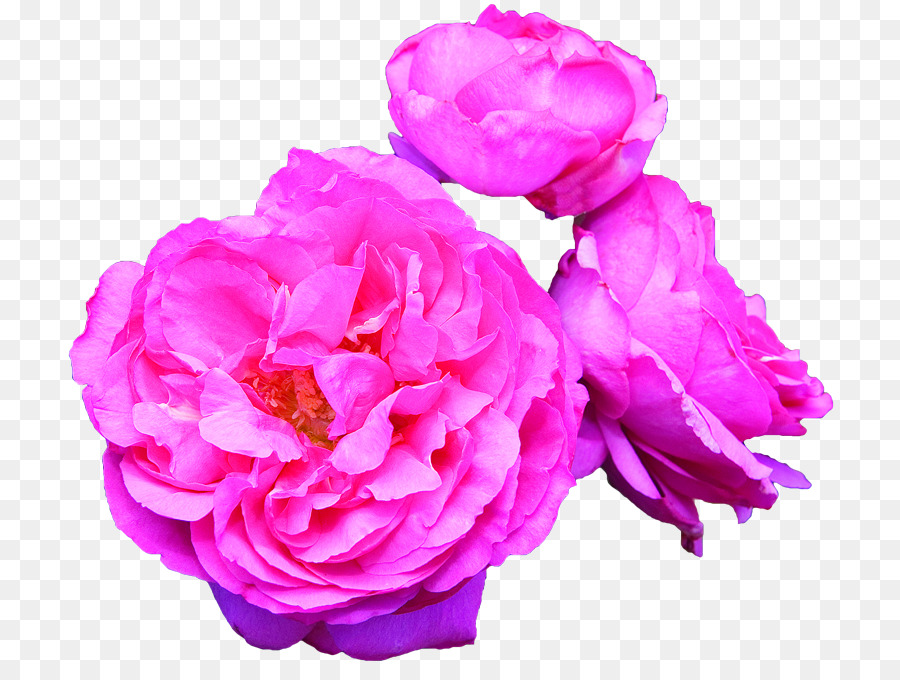 Profumato Giardino delle Rose di rose Ibride di tea rose - ricco e colorato