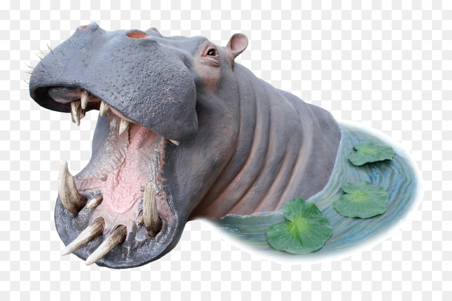 Hippopotamus Snout