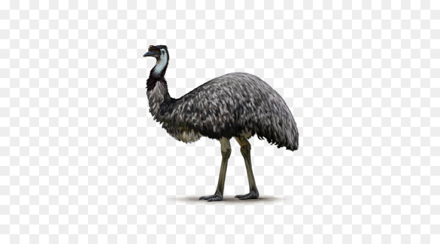 Comune di struzzo uccello Emu Ratite - bianco parrot