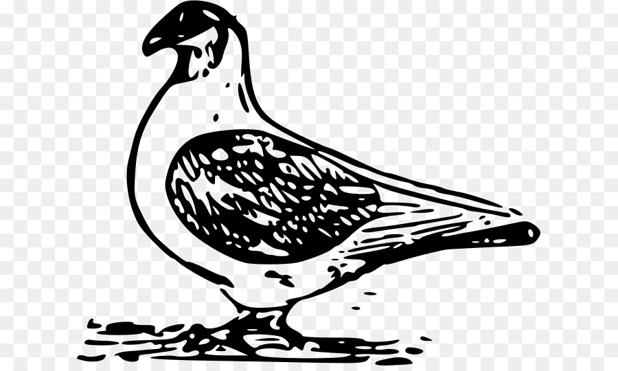 Inglese piccione viaggiatore Uccello Columbidae Clip art - piccione vettoriale