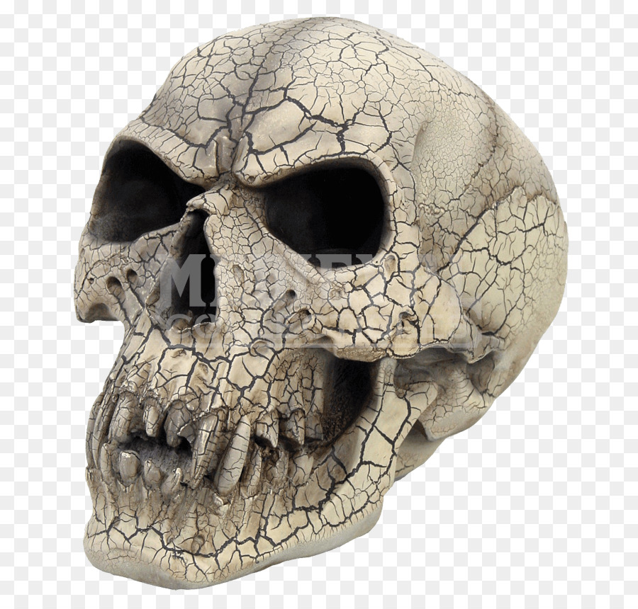 Cranio Vampiro scheletro Umano la moda Gotica Testa - vampiro