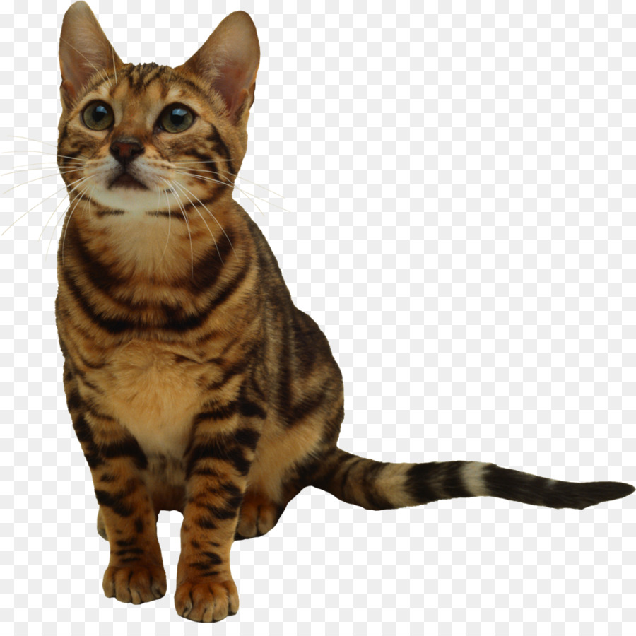 Gattino Gatto carta da Parati Desktop Clip art - gattino
