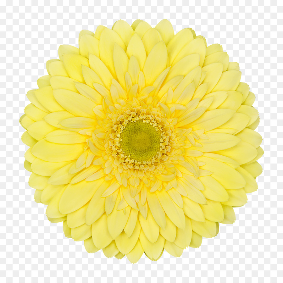 Chrysanthemen Schnittblumen Transvaal daisy Gelb - Ringelblume