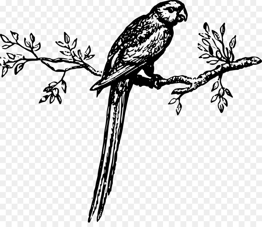 Uccello pappagallo Animale Ara Clip art - pappagallo