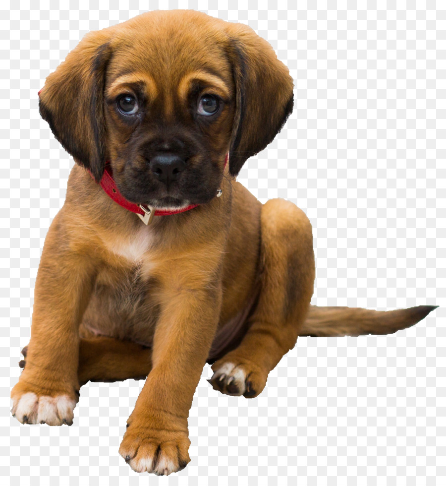 Il tuo cucciolo di Cane di formazione Pet sitting - cani