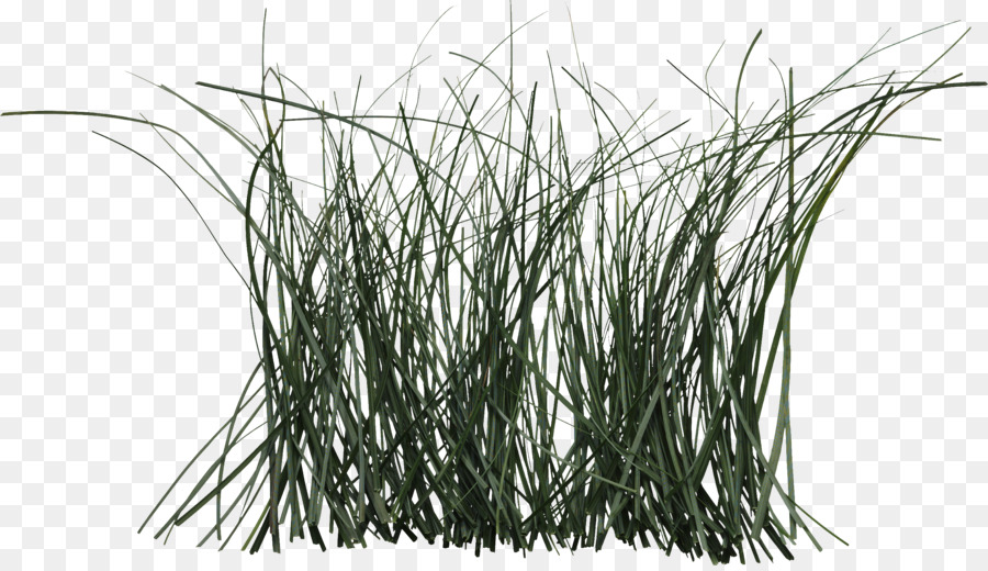 Grass Cymbopogon citratus Pflanze Rattan Herb - Mücke