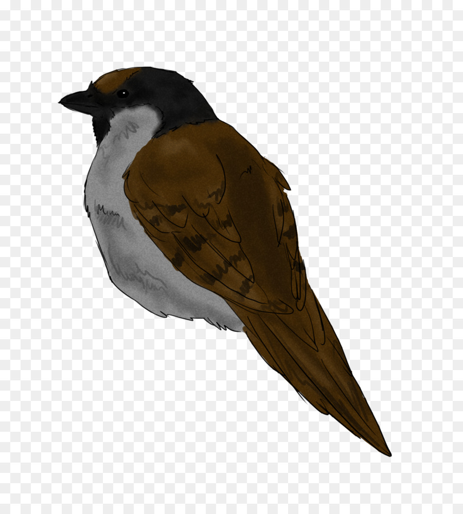 Uccello rapace Finch Becco Piume - passero