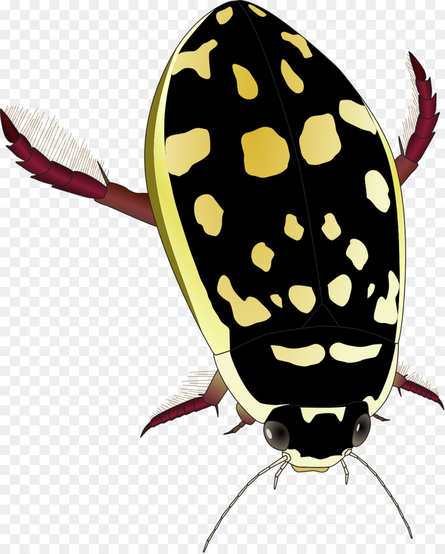 Bọ nước Thermonectus marmoratus Dytiscidae Clip nghệ thuật - bọ