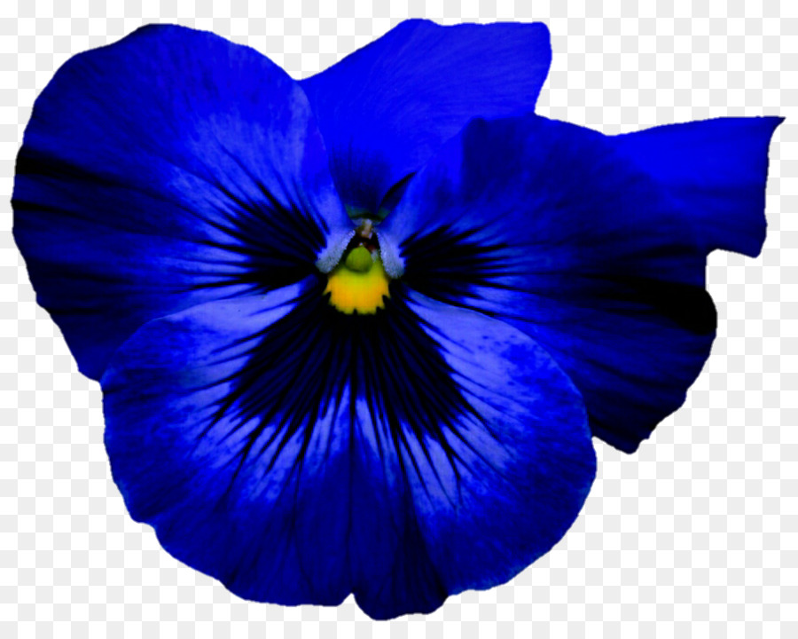 Hình ảnh ý nghĩa hoa Violet mang vẻ đẹp của hy vọng thuỷ chung