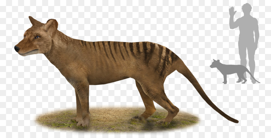 Tiger Thylacine von Tasmanien Thylacinus leistungsstarke Australien - Beuteltier