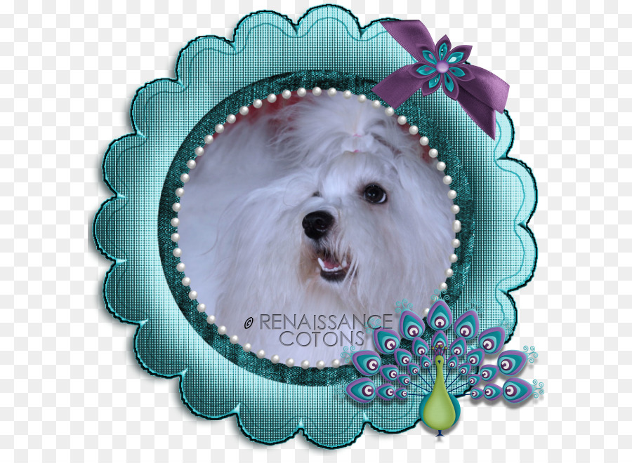 Bilderrahmen Malteser Hund Bichon Frise Photography West Highland White Terrier - Golden Pfauen