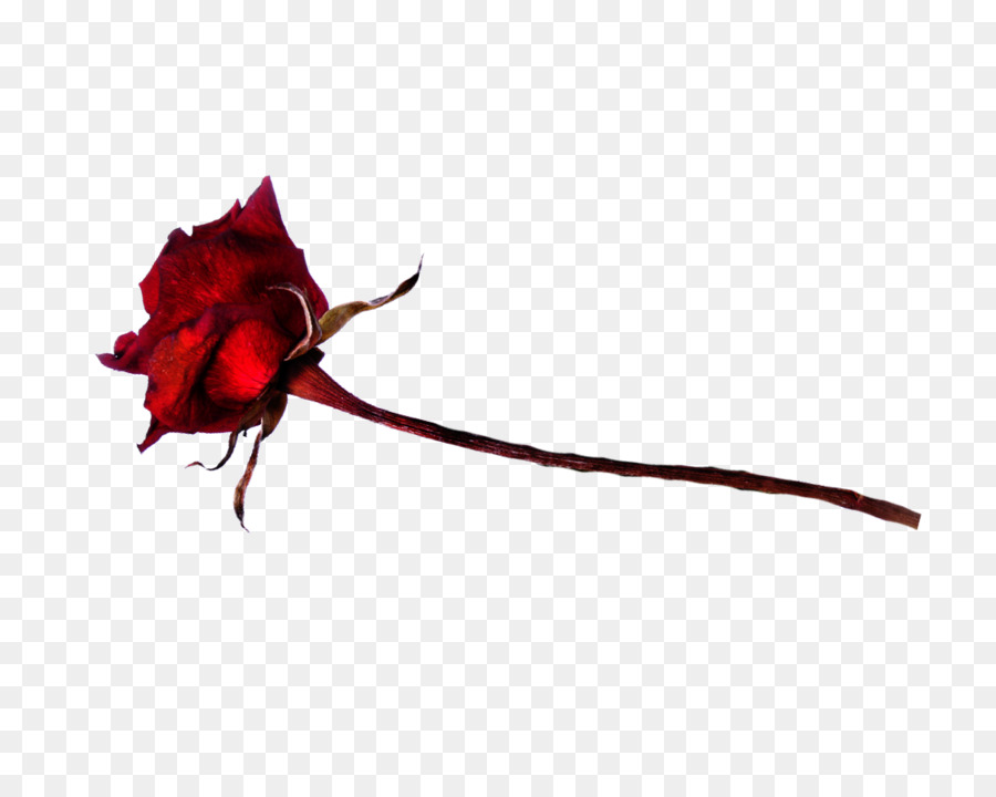 Garten Rosen Rosaceae Schnittblumen - Herzen schlagen schneller