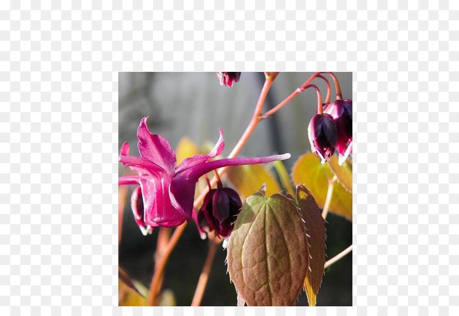 Blume, Lila, Blütenblatt Pflanze Magenta - Epimedium
