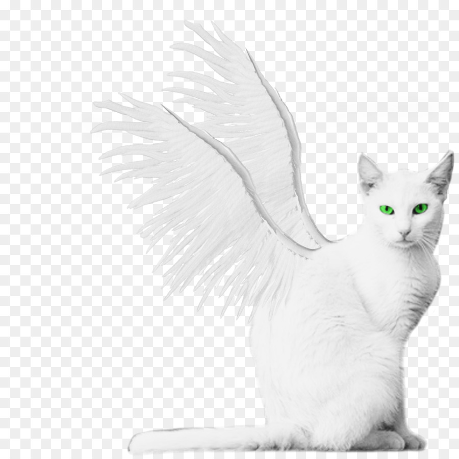 Van turco Angora turco Gattino gatto Alato - ali bianche